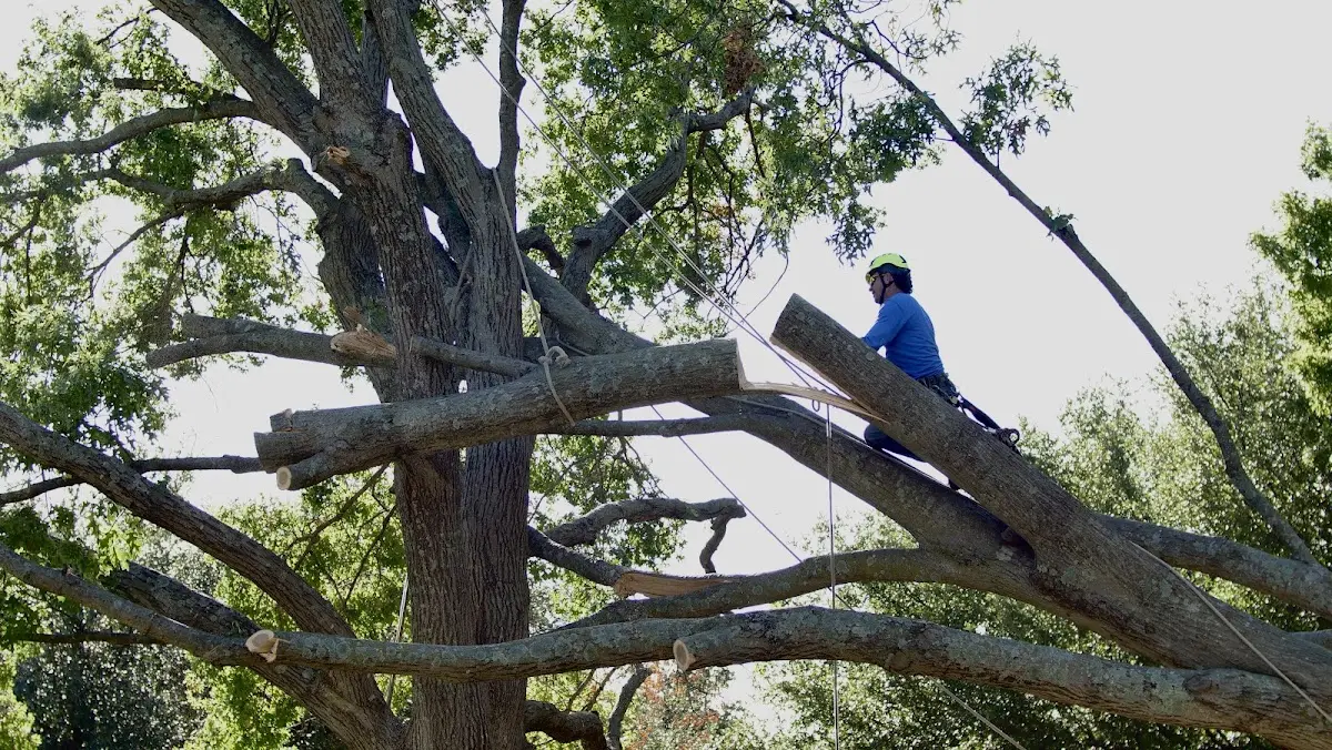 Professional Crown Thinning performed by certified arborists in Breaks