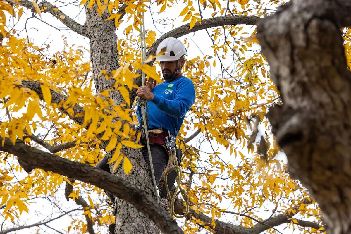 Skilled Tree Trimming crew working in Breaks